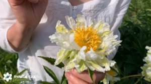 Green halo peony. Грин Хало пион. Пулков сад