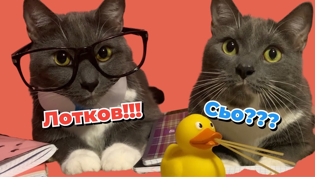ЕСЛИ БЫ КОТИКИ ХОДИЛИ В ШКОЛУ - ЛОТКОВ СНОВА В ДЕЛЕ смотреть онлайн