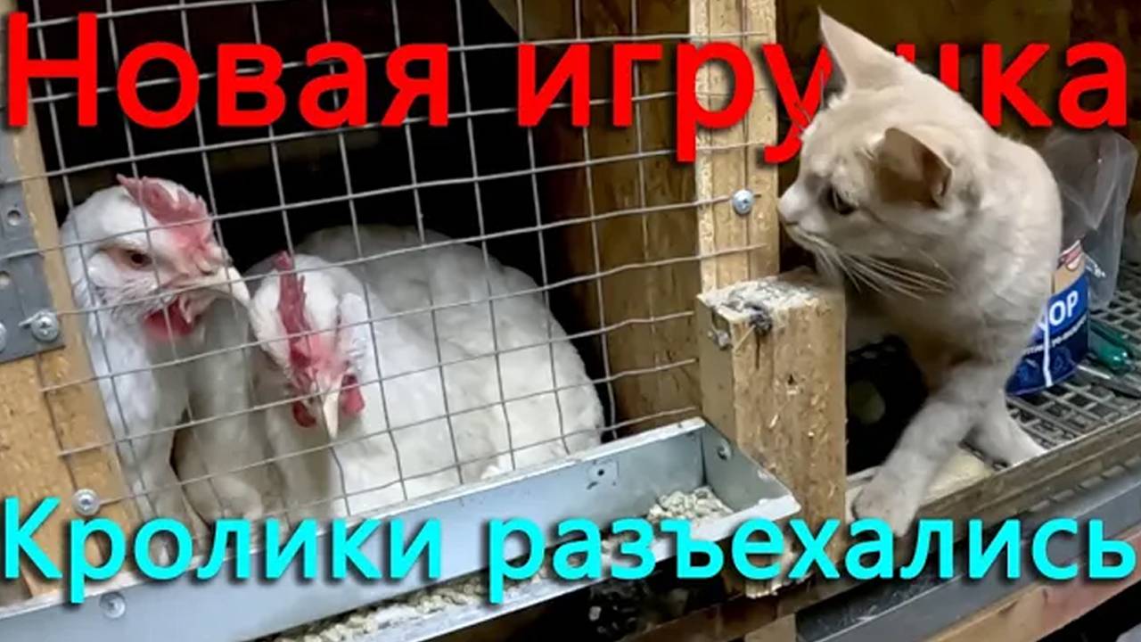 Последнее растение покинуло теплицу. Кролики решили вопрос с жильем. Ана дует во все стороны смотреть онлайн