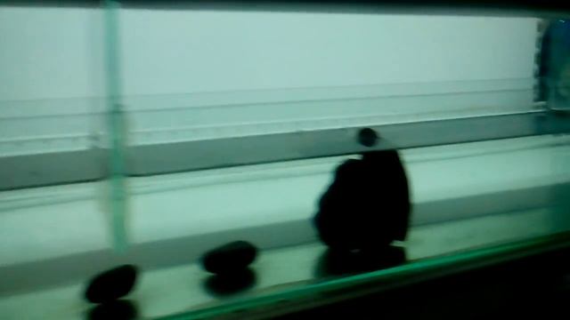 Гидропоника на кухне! смотреть онлайн