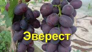 Виноград Эверест