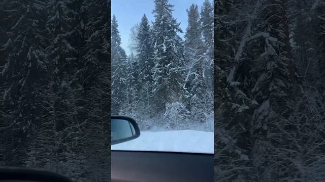 Priroda.2025 поездка домой, очень красивые заснеженные деревья и вид на дорогу