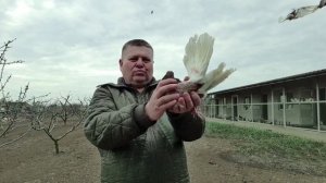 Голуби Одесский горбоносый  Сереневый.