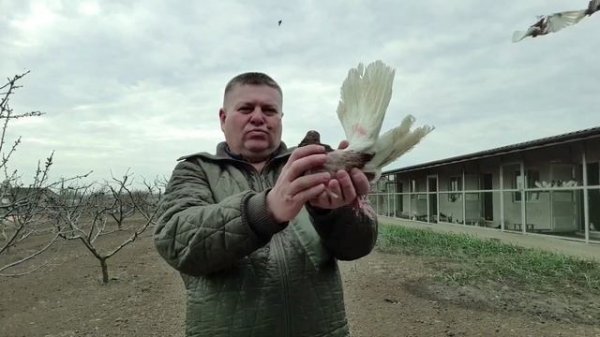 Голуби Одесский горбоносый  Сереневый.
