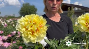 Duchesse de Lorraine peony. Дюшес де Лорэн пион. Пулков сад