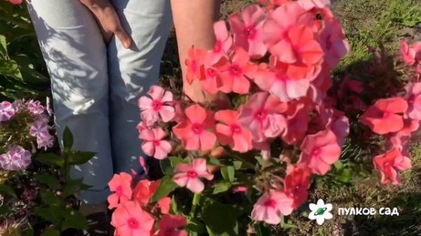 Флоксы. Пулков сад