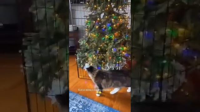 Кот знает куда ему нужно.