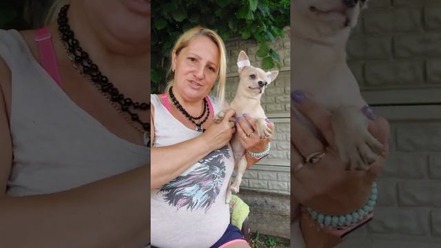 Гарри призрачный мрамор голубой Мерле питомник чихуахуа Кастропуло Крым продажа щенков+79787458062 смотреть онлайн