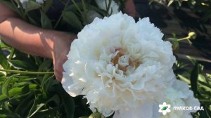 Агидель пион. Пулков сад (2022 г)