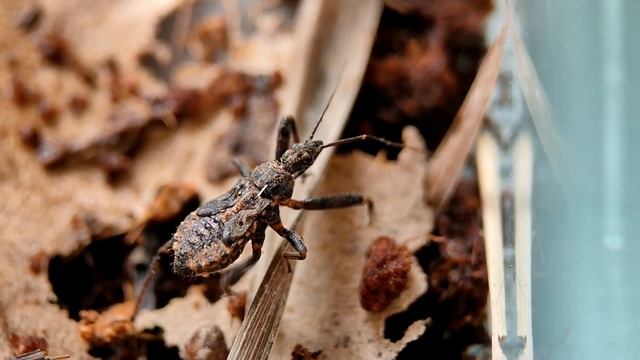 Клоп хищнец снова убивает смотреть онлайн