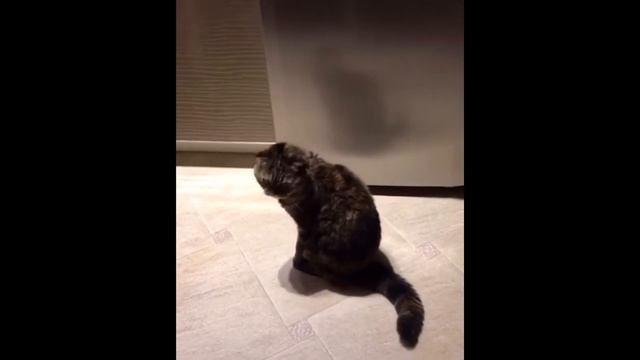 И щурясь на солнце, я вдруг понял: я кот смотреть онлайн