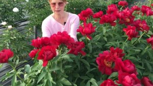 Red red rose peony. Ред ред роуз пион. Пулков сад