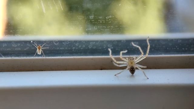 Развитие пауков от яйца до подростка (Olios sericeus) смотреть онлайн