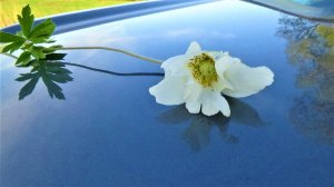 Стас Михайлов -Ты моя