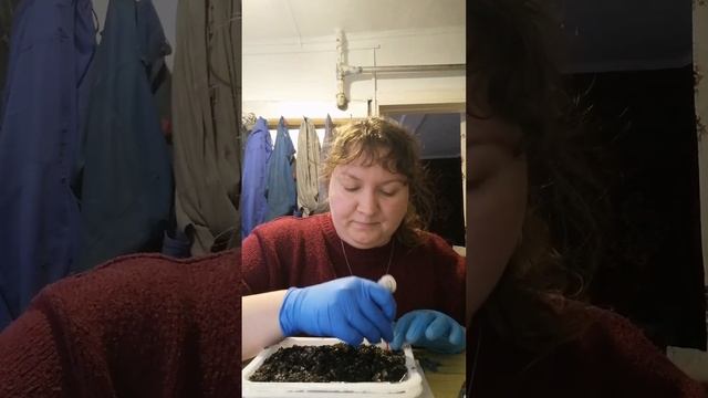 Сею томаты позже всех. Какие сорта лучше? Кто мы такие? смотреть онлайн