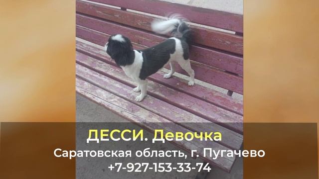 Пропала собака ! ДЕССИ , Девочка , Саратовская область , г. Пугачево смотреть онлайн