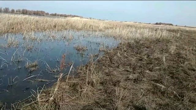 Закончился нерест щуки ! Куда делась вся рыба? Не понятно. смотреть онлайн