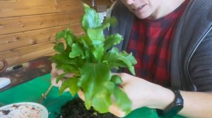 Пересадка и деление асплениума