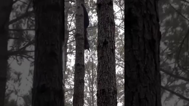 какая смелая собака