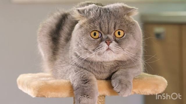 Звуки котят и кошек