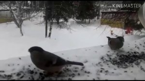 Птицы за окном