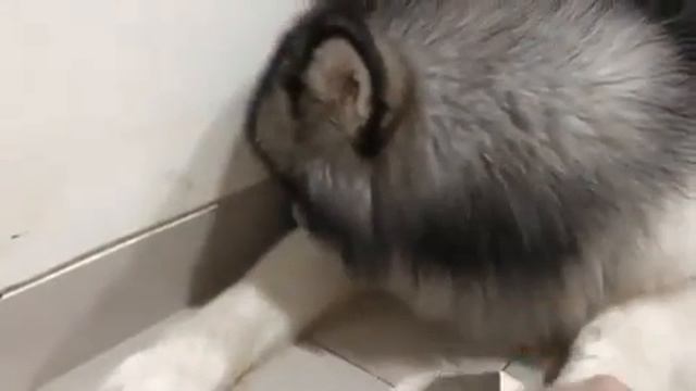 Собака испугалась хозяйна смотреть онлайн