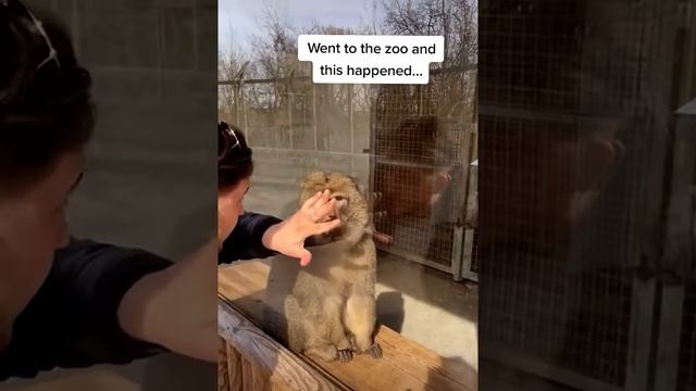 Bro was not expecting that 🤣 #calmdown #zoo #monkey #magictrick #memes смотреть онлайн