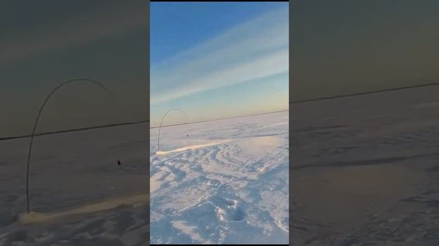 Fishing. We catch pike and pike perch. Рыбалка. Ловим щуку и судака в корягах. смотреть онлайн