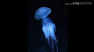 Медуза детская версия