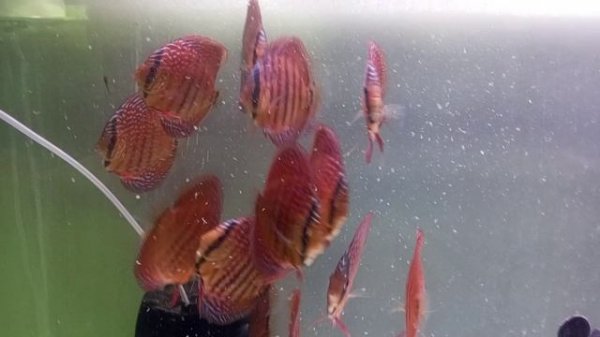 Подростки дискусов