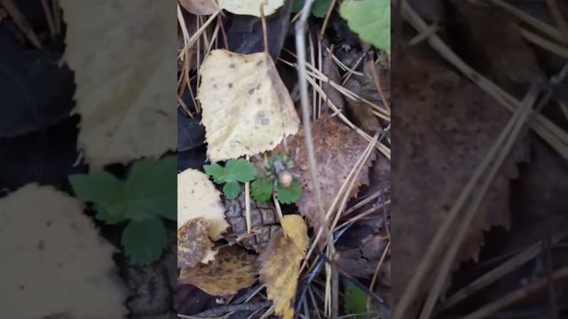 Паук "УБИЙЦА" смотреть онлайн