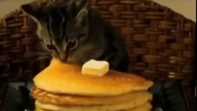 Коты и блины смотреть онлайн