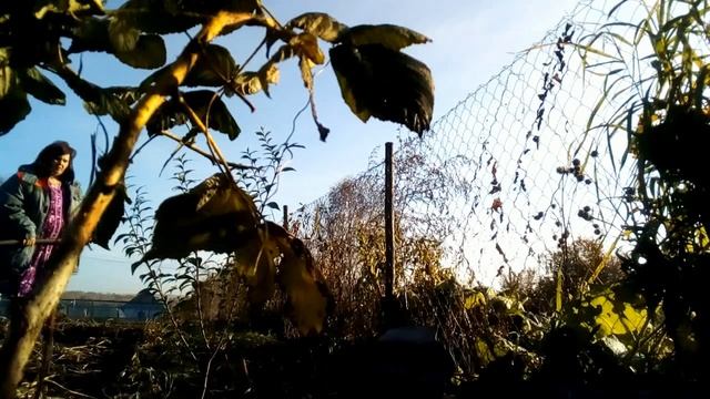 Утро в селе. Гуси купаются. Пересадила кустик из Теплицы смотреть онлайн