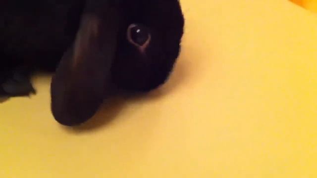 Кролик "Шашлык" смотреть онлайн