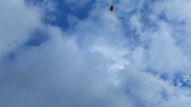 Мои николаевские голуби 🕊️(желтенькие, сокол,краснорябые попарно и водилам) смотреть онлайн