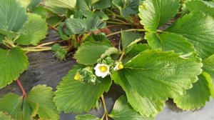 Клубника Сольхянг. Корейскся селекция. 8 января.