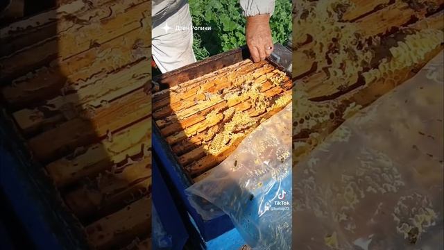 🐝🐝🐝🐝🐝🐝🐝#shorst смотреть онлайн