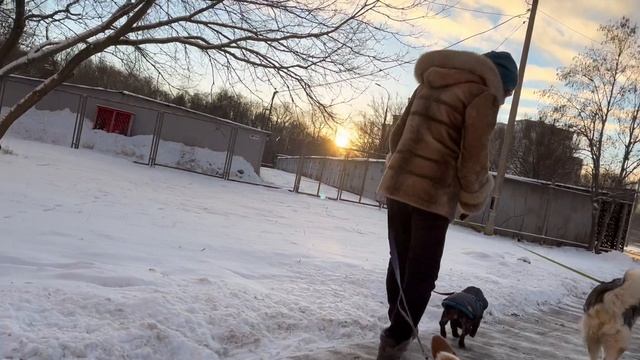 Много собак у девушки с комплексами