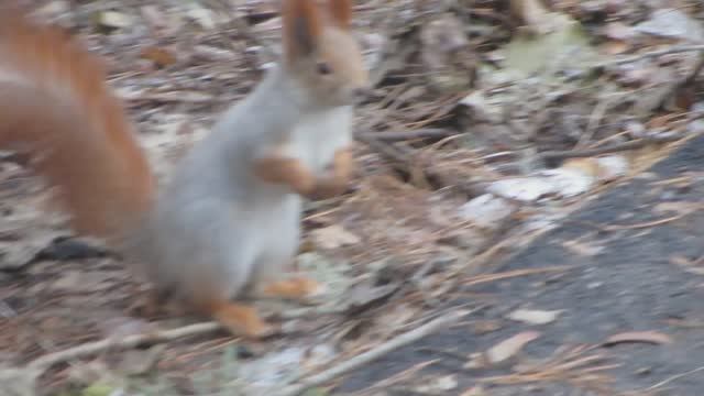 Парк, белки и другие.