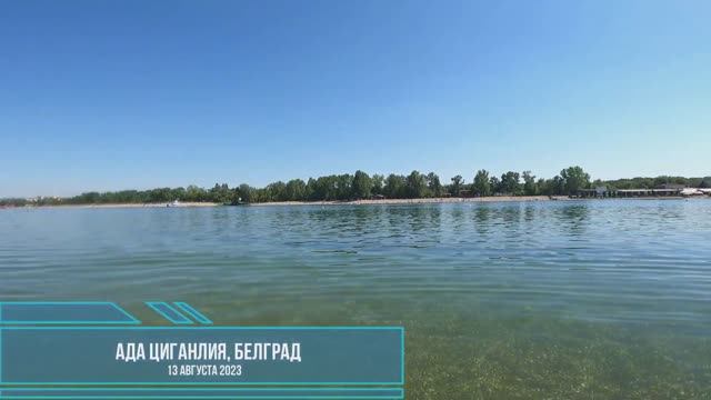 Медузы аурелии в Савском озере. Ада Циганлия, Белград