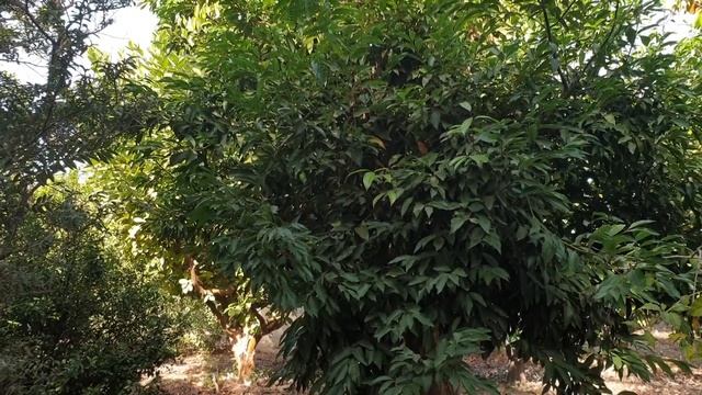 Cinnamomum cassia - grow & care (Cinnamomum aromaticum) смотреть онлайн