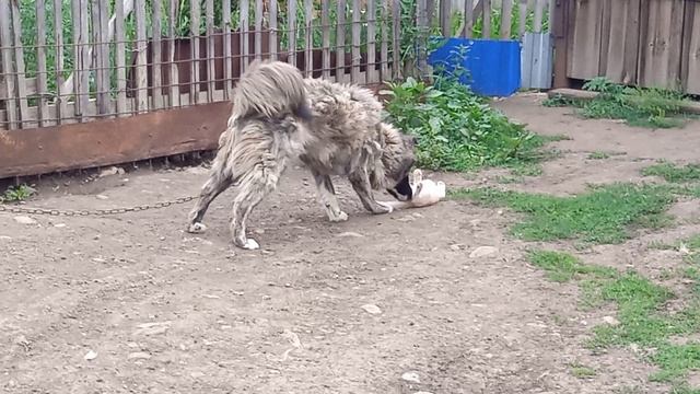 Дружба Кота и Собаки.mp4