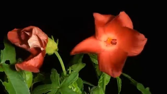 Потрясающий Вальс под танец цветов!!!!!