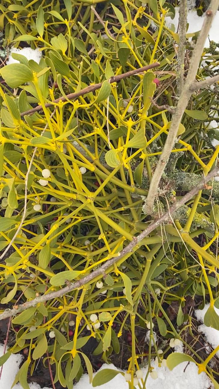 Омела. Вечнозеленое кустарниковое растение.