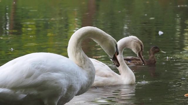Лебеди в Гатчине смотреть онлайн