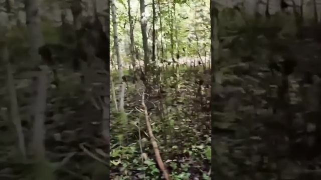 Встреча с ВОЛЧАРОЙ