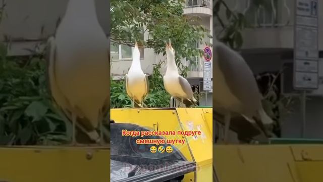 Реакция на шутку. смотреть онлайн