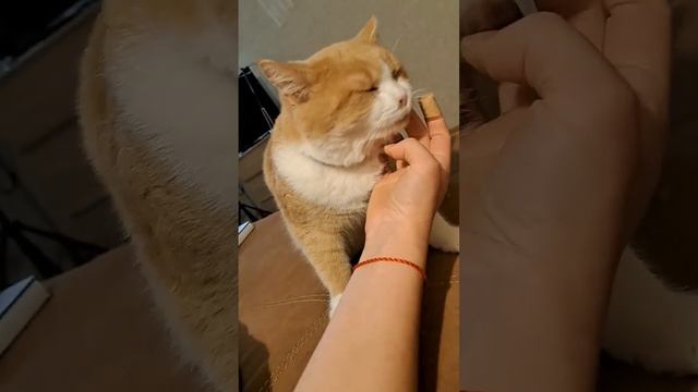 Тому нечем заняться смотреть онлайн