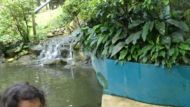 Парк птиц в Куала-Лампур (Малазия)!!The bird Park in Kuala lampur (Malaysia) смотреть онлайн