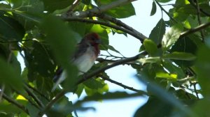 Птичка , которая ищет Витю